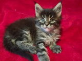 3 chatons Maine Coon LOOF à réserver