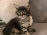 3 chatons Maine Coon LOOF à réserver
