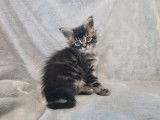 3 chatons Maine Coon LOOF à réserver