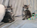 3 chatons Maine Coon LOOF à réserver