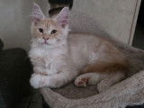 3 chatons mâles Maine Coon LOOF à réserver