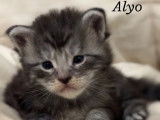 3 chatons Maine Coon disponibles à l’achat (LOOF)