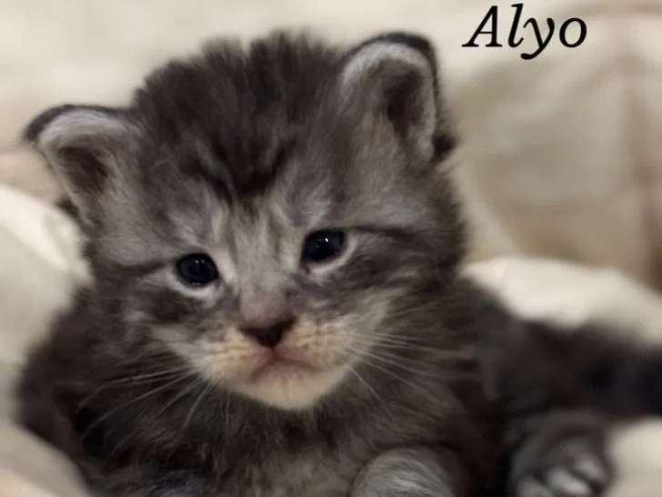 3 chatons Maine Coon disponibles à l’achat (LOOF)