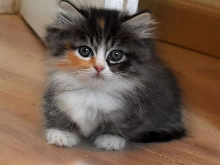 Chatons Munchkin disponibles à la réservation (LOOF)