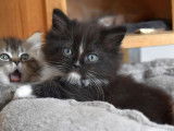 Chatons Munchkin disponibles à la réservation (LOOF)