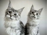 Chatons Maine Coon LOOF à vendre