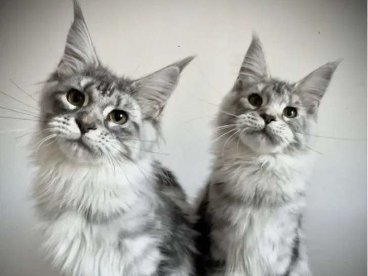 Chatons Maine Coon LOOF à vendre