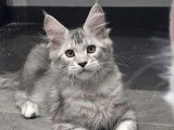 Chatons Maine Coon disponibles à l’achat LOOF