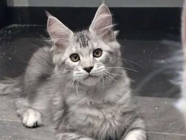 Chatons Maine Coon disponibles à l’achat LOOF