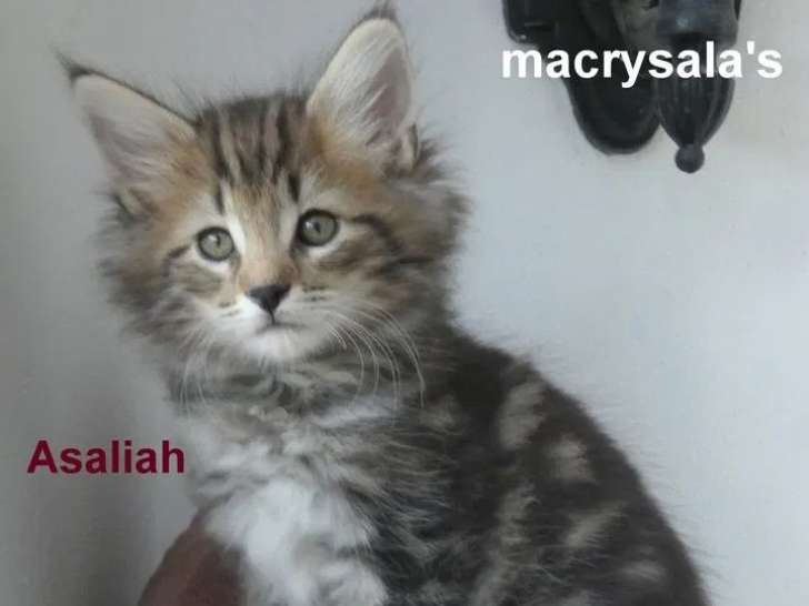 3 chatons Norvégien LOOF à réserver