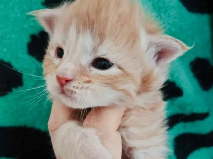 4 chatons Maine Coon LOOF à réserver