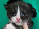 4 chatons Maine Coon LOOF à réserver