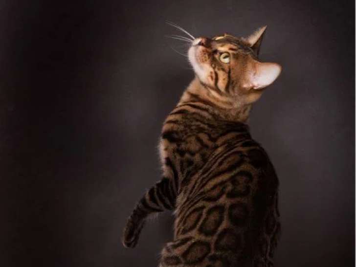 1 chatte Bengal disponible à la vente (LOOF)
