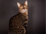 1 chatte Bengal disponible à la vente (LOOF)