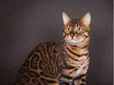 1 chatte Bengal disponible à la vente (LOOF)