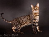 1 chatte Bengal disponible à la vente (LOOF)
