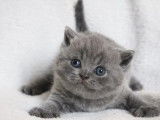 3 chatons mâles British Shorthair LOOF à acheter