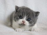 3 chatons mâles British Shorthair LOOF à acheter
