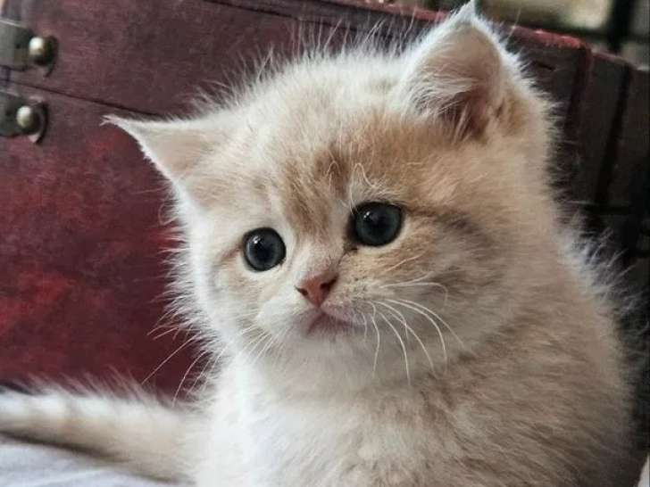 2 chatons  femelles British Shorthair blue golden shaded LOOF à réserver