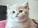 2 chatons  femelles British Shorthair blue golden shaded LOOF à réserver