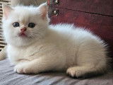 2 chatons  femelles British Shorthair blue golden shaded LOOF à réserver
