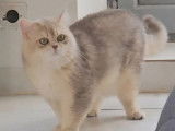 2 chatons  femelles British Shorthair blue golden shaded LOOF à réserver