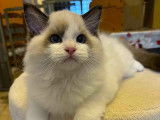 1 chaton mâle Ragdoll LOOF à vendre