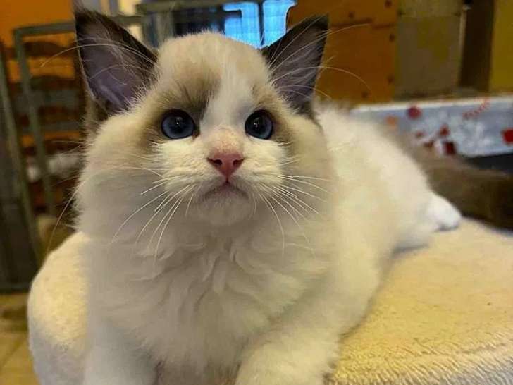1 chaton mâle Ragdoll LOOF à vendre