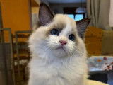 1 chaton mâle Ragdoll LOOF à vendre