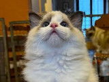 1 chaton mâle Ragdoll LOOF à vendre
