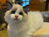 1 chaton mâle Ragdoll LOOF à vendre