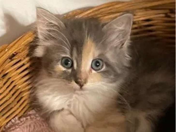 3 chatons Norvégiens à réserver (LOOF)