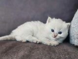 1 chatonne Ragdoll LOOF à réserver