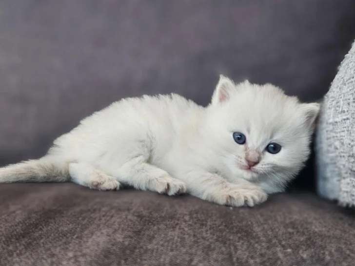 1 chatonne Ragdoll LOOF à réserver