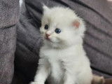 1 chatonne Ragdoll LOOF à réserver