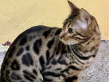 2 chatonnes Bengal disponibles à la réservation (LOOF)