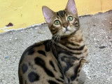 2 chatonnes Bengal disponibles à la réservation (LOOF)