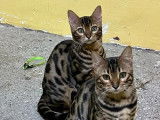 2 chatonnes Bengal disponibles à la réservation (LOOF)