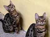 2 chatonnes Bengal disponibles à la réservation (LOOF)