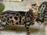 2 chatonnes Bengal disponibles à la réservation (LOOF)