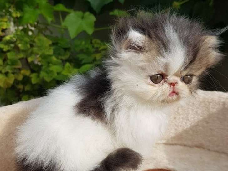 À vendre, 3 chatons Persans LOOF