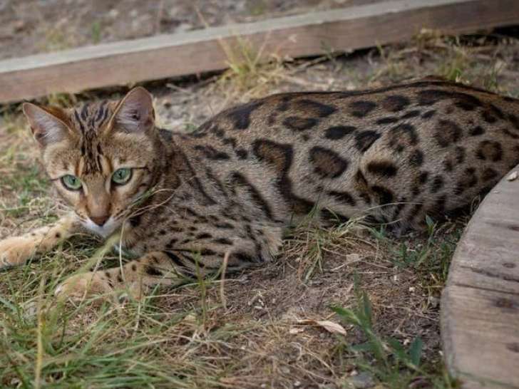 1 chatte Bengal LOOF à vendre, brown tabby à rosettes de 6 ans