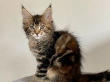 Vente de 5 chatons Maine Coons LOOF de juillet 2025