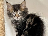 Vente de 5 chatons Maine Coons LOOF de juillet 2025