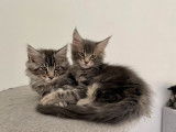 Vente de 5 chatons Maine Coons LOOF de juillet 2025