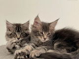 Vente de 5 chatons Maine Coons LOOF de juillet 2025