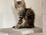 Vente de 5 chatons Maine Coons LOOF de juillet 2025