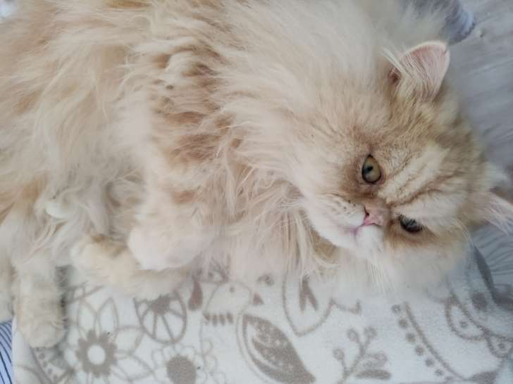 Mâle Persan disponible pour saillie