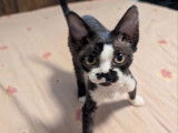 1 chaton mâle Devon Rex LOOF à vendre, noir et blanc né en mai 2025