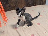 1 chaton mâle Devon Rex LOOF à vendre, noir et blanc né en mai 2025